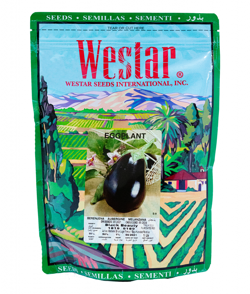 Semillas de berenjena, Belleza negra (100% Heirloom/No Híbrido/No GMO). 50  semillas aproximadamente.